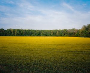 Beatiful View of Field near Wildfoot RV Park